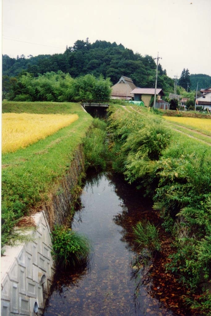 Andrias japonicus habitat B